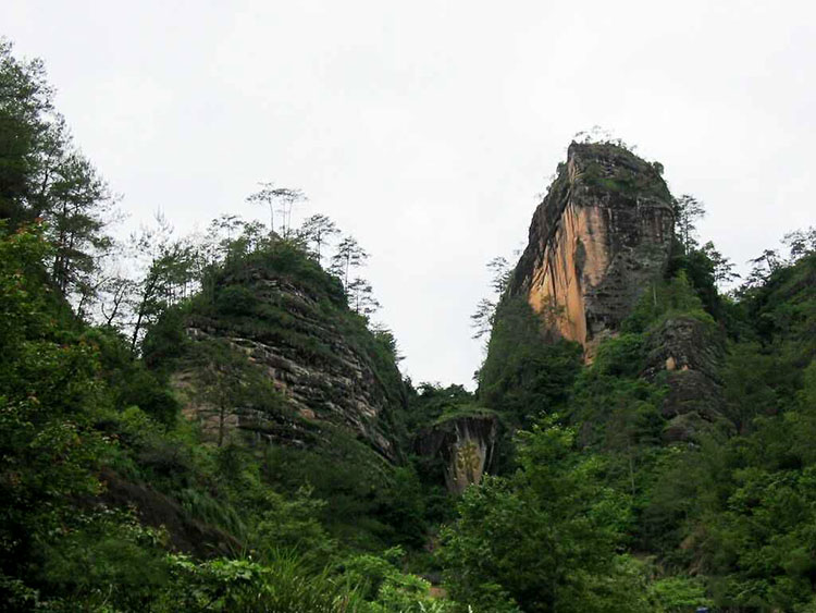 天心岩肉桂的山场欣赏