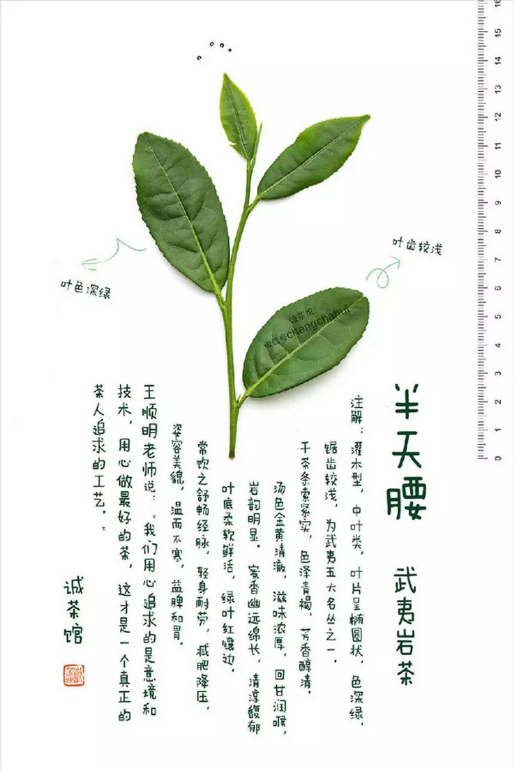 半天腰茶叶形状