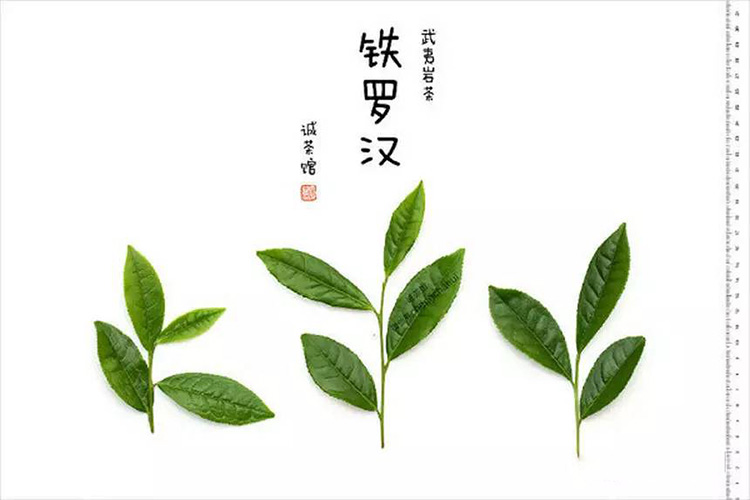 铁罗汉茶叶形状