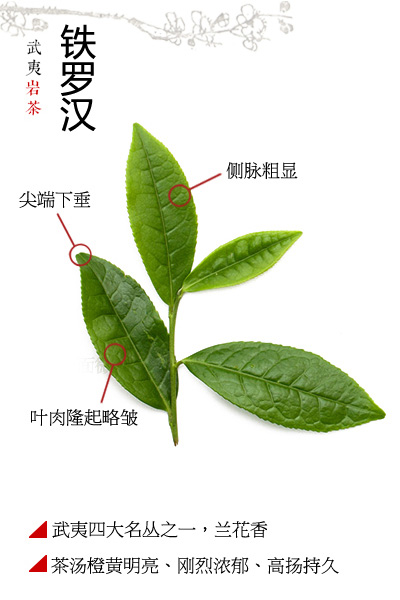 铁罗汉茶叶形状