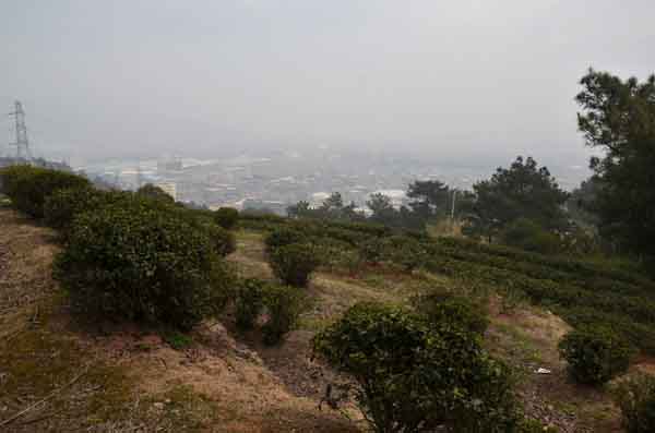 泡一杯大红袍岩茶