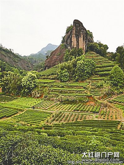 点击查看源网页 马头岩肉桂