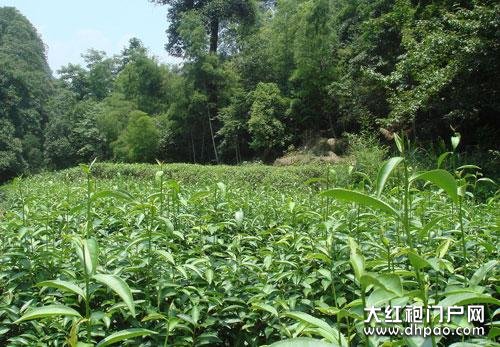 点击查看源网页 武夷肉桂大红袍