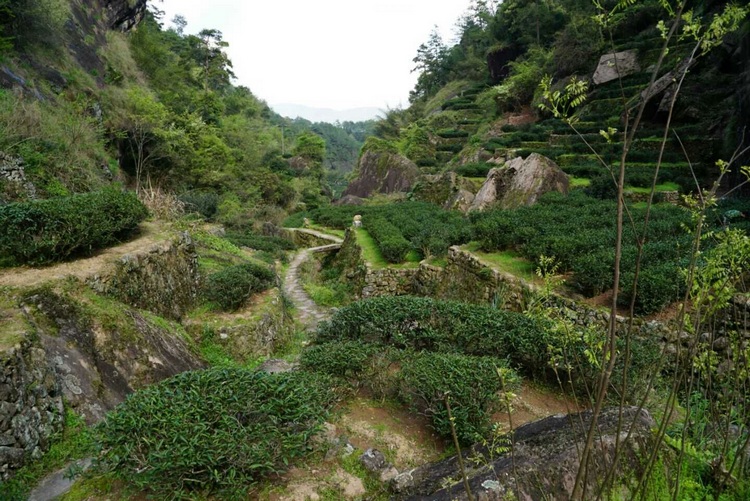武夷岩茶大红袍独特的生长环境