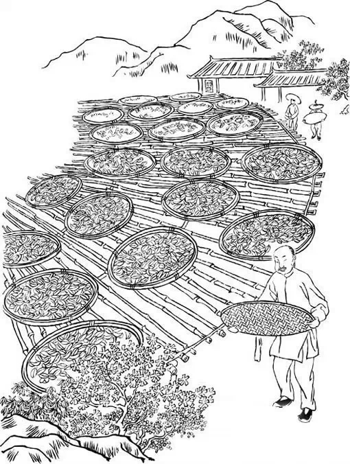 大红袍茶叶的萎凋工艺图