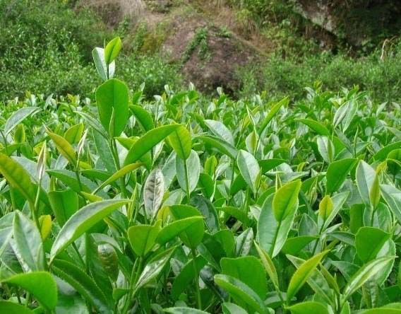 岩茶茶叶品种