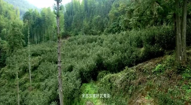 武夷岩茶大红袍自然记录片